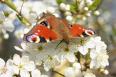 European Peacock (Inachis io)