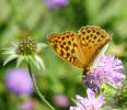 Kaisermantel (Argynnis paphia)