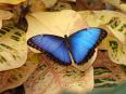 Blue Morpho (Morpho peleides)