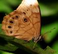 Northern Pearly Eye (Enodia anthedon)