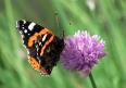 Red Admiral (Vanessa atalanta)